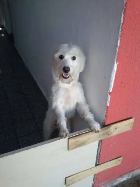 Cachorro ra a indefinida idade 1 ano nome Sophia