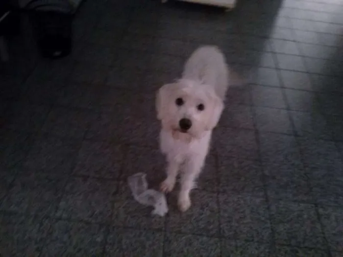 Cachorro ra a indefinida idade 1 ano nome Sophia