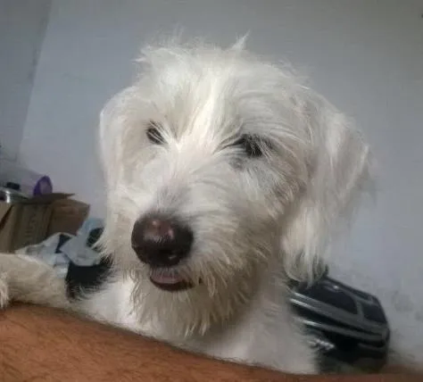 Cachorro ra a indefinida idade 1 ano nome Sophia