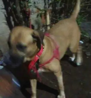 Cachorro raça labrador com Pitt bul idade 6 ou mais anos nome Haila