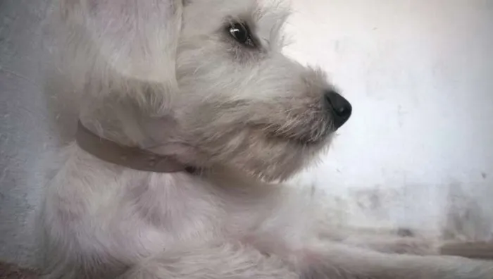 Cachorro ra a indefinida idade 1 ano nome Sophia