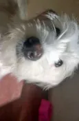 Sophia