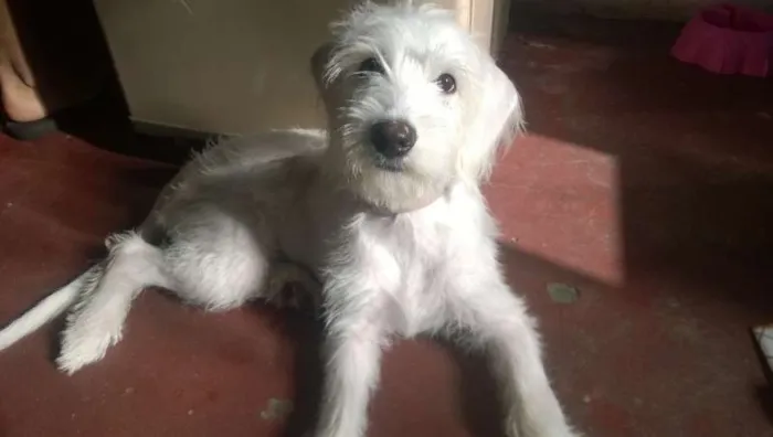 Cachorro ra a indefinida idade 1 ano nome Sophia