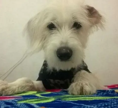 Cachorro ra a indefinida idade 1 ano nome Sophia