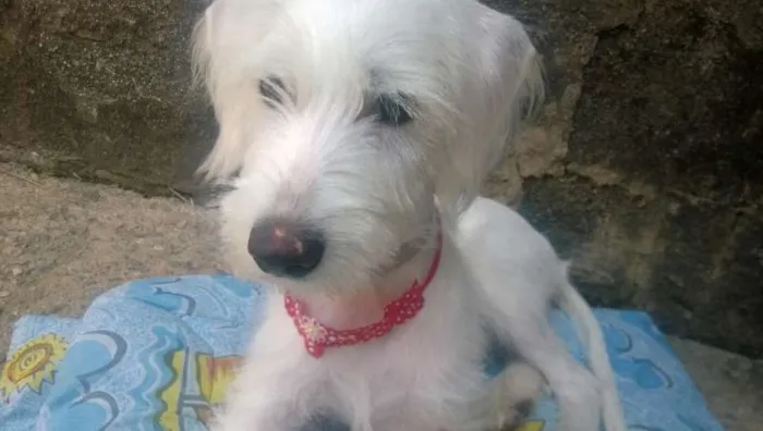 Cachorro ra a indefinida idade 1 ano nome Sophia