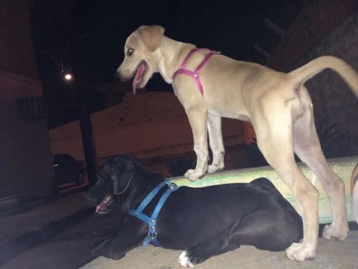 Cachorro ra a Labrador idade 2 a 6 meses nome Mel
