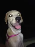 Mel