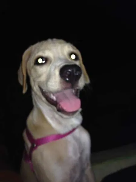 Cachorro ra a Labrador idade 2 a 6 meses nome Mel