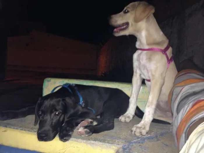 Cachorro ra a Labrador idade 2 a 6 meses nome Mel