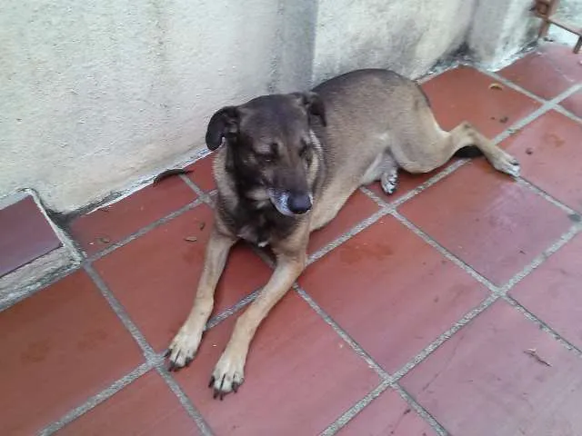 Cachorro ra a Vira-lata idade 6 ou mais anos nome KIKO