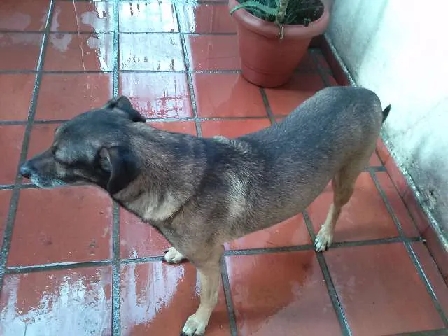 Cachorro ra a Vira-lata idade 6 ou mais anos nome KIKO