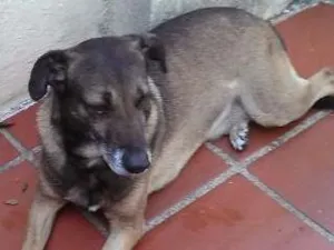 Cachorro raça Vira-lata idade 6 ou mais anos nome KIKO