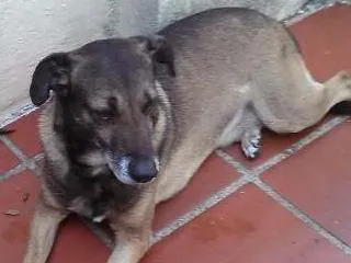 Cachorro ra a Vira-lata idade 6 ou mais anos nome KIKO
