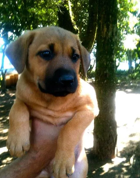 Cachorro ra a SRD idade Abaixo de 2 meses nome Jane