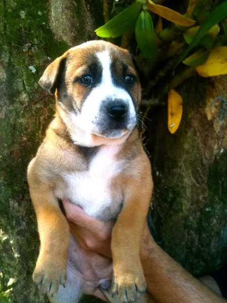 Cachorro ra a SRD idade Abaixo de 2 meses nome jamile