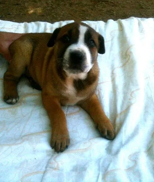 Cachorro ra a SRD idade Abaixo de 2 meses nome jamile