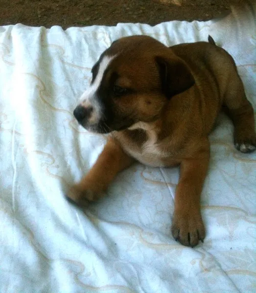 Cachorro ra a SRD idade Abaixo de 2 meses nome jamile