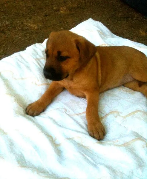 Cachorro ra a SRD idade Abaixo de 2 meses nome jamile