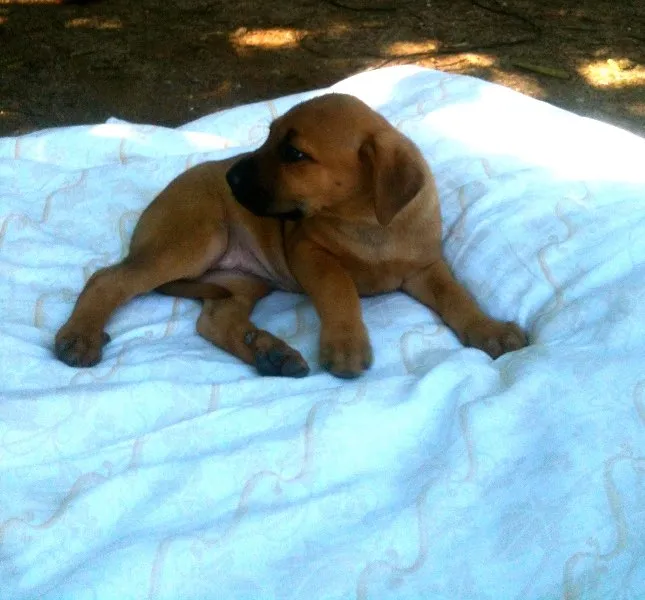 Cachorro ra a SRD idade Abaixo de 2 meses nome jamile