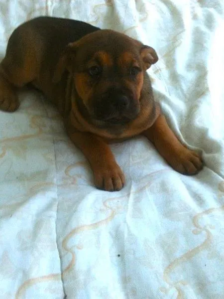 Cachorro ra a SRD idade Abaixo de 2 meses nome Joyce