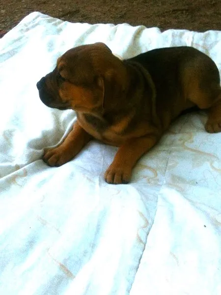 Cachorro ra a SRD idade Abaixo de 2 meses nome Joyce