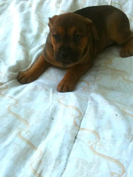 Cachorro ra a SRD idade Abaixo de 2 meses nome Joyce