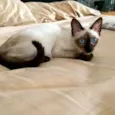 Saphira