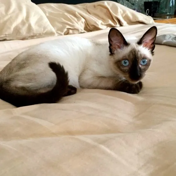 Gato ra a Siamês idade 2 a 6 meses nome Saphira