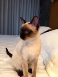 Saphira