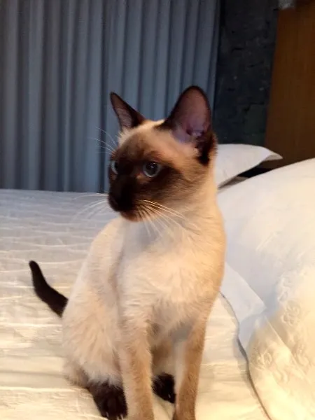 Gato ra a Siamês idade 2 a 6 meses nome Saphira