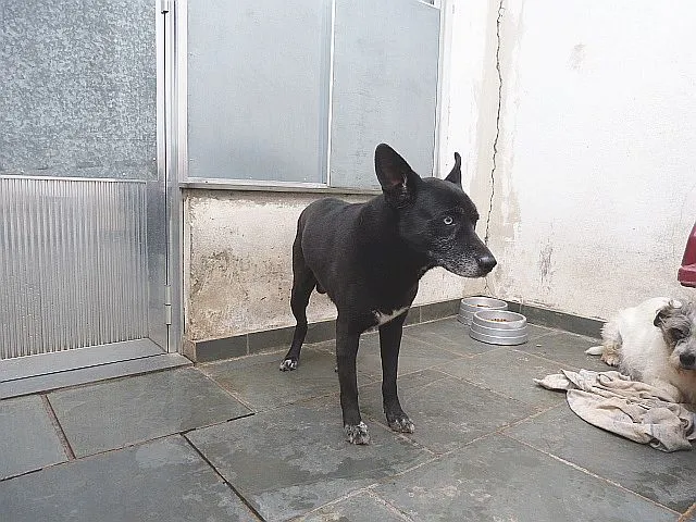 Cachorro ra a SRD idade 6 ou mais anos nome Ônix, Paloma e Pequ
