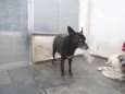 Ônix, Paloma e Pequ