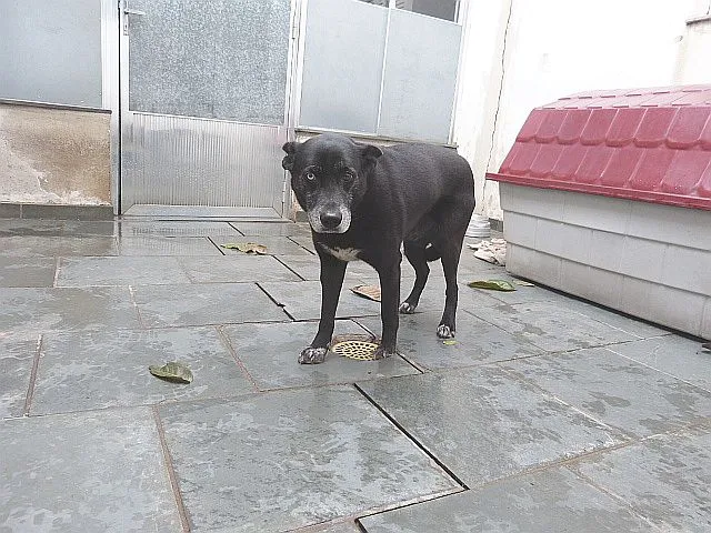 Cachorro ra a SRD idade 6 ou mais anos nome Ônix, Paloma e Pequ