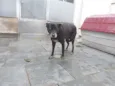 Ônix, Paloma e Pequ