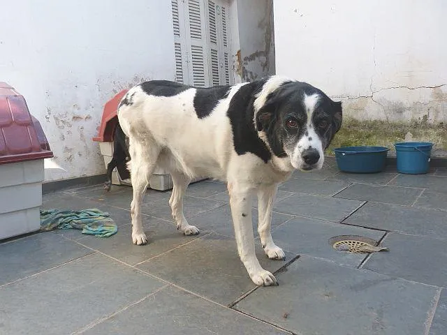 Cachorro ra a SRD idade 6 ou mais anos nome Ônix, Paloma e Pequ