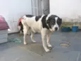 Ônix, Paloma e Pequ