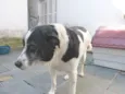 Ônix, Paloma e Pequ