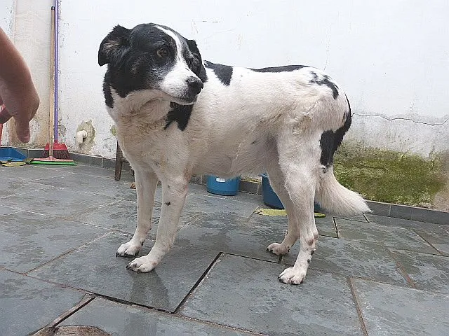 Cachorro ra a SRD idade 6 ou mais anos nome Ônix, Paloma e Pequ