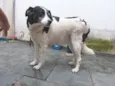 Ônix, Paloma e Pequ