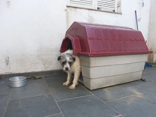 Cachorro ra a SRD idade 6 ou mais anos nome Ônix, Paloma e Pequ