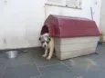 Ônix, Paloma e Pequ