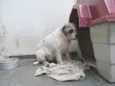 Ônix, Paloma e Pequ