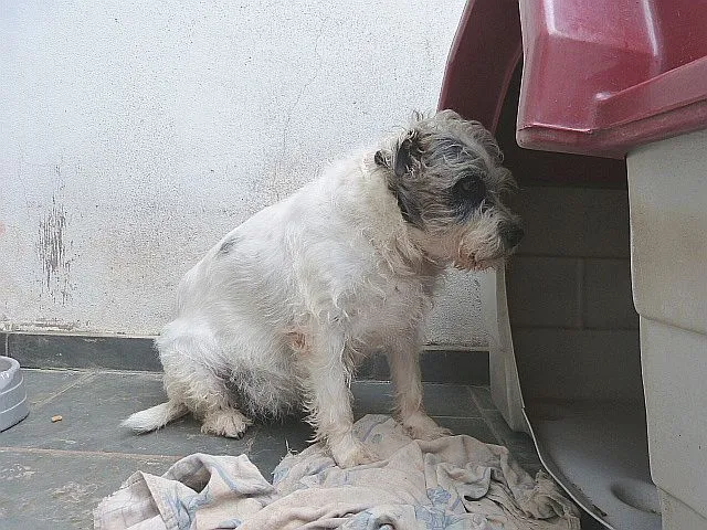 Cachorro ra a SRD idade 6 ou mais anos nome Ônix, Paloma e Pequ