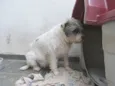 Ônix, Paloma e Pequ