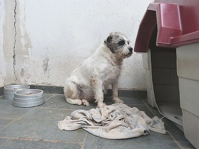 Cachorro ra a SRD idade 6 ou mais anos nome Ônix, Paloma e Pequ