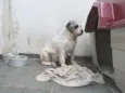 Ônix, Paloma e Pequ