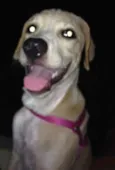 Mel