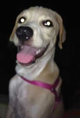 Cachorro ra a Labrador idade 2 a 6 meses nome Mel
