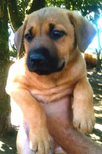 Cachorro ra a SRD idade Abaixo de 2 meses nome Jane