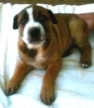 Cachorro raça SRD idade Abaixo de 2 meses nome jamile
